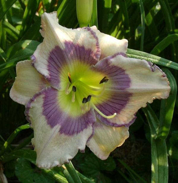 elo lavender's blue